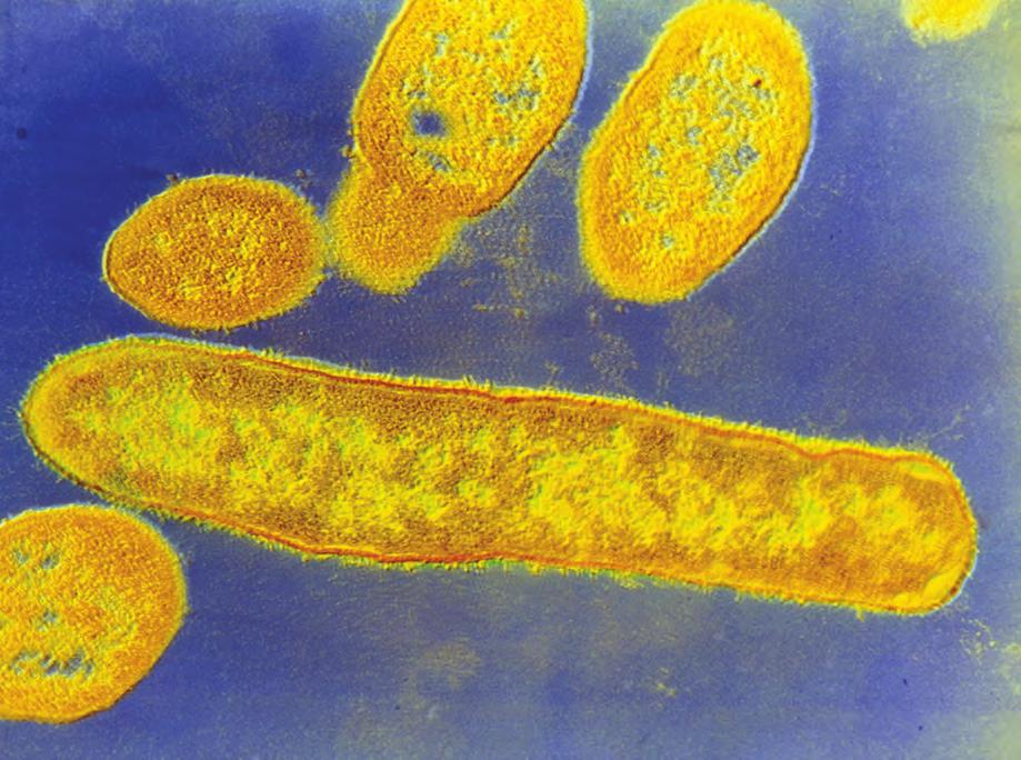 Bacteria: B. fragilis Are B. fragilis (bee-fruh-jill-us) bacteria beneficial to humans, or harmful? Without B. fragilis, people can have all sorts of health problems.
