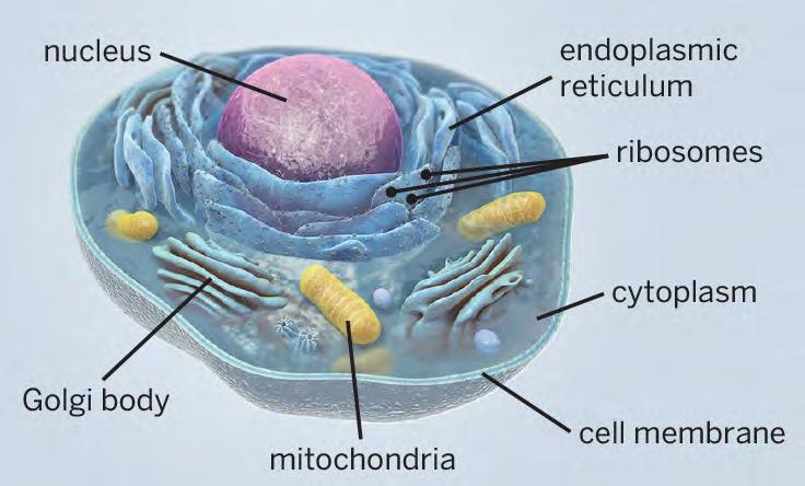Organelles are cell parts that perform certain functions. This diagram shows some of the organelles in a typical human body cell. Many other kinds of cells contain the same organelles.