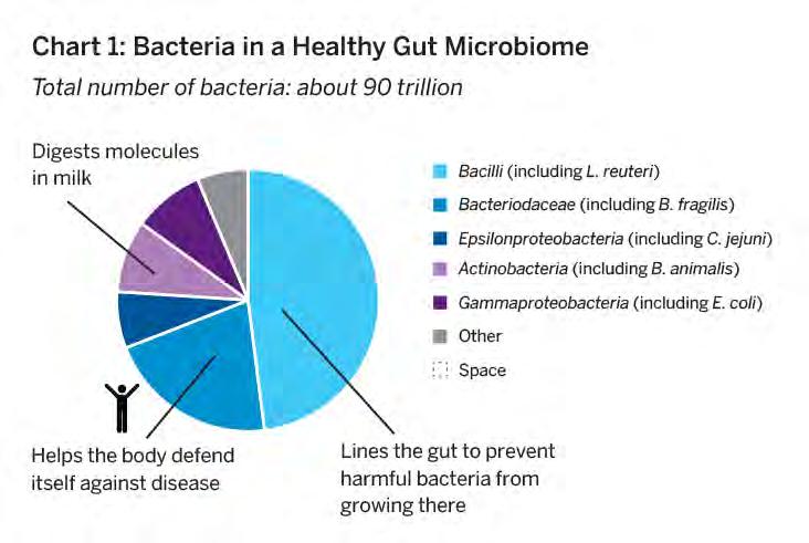 The gut includes the intestines and stomach. In the photo, the bacteria appear 3,750 times larger than actual size. These bacteria are about 2 micrometers in length nearly 50 times too small to see.
