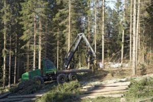 Logging residues Regeneration areas of spruce, where