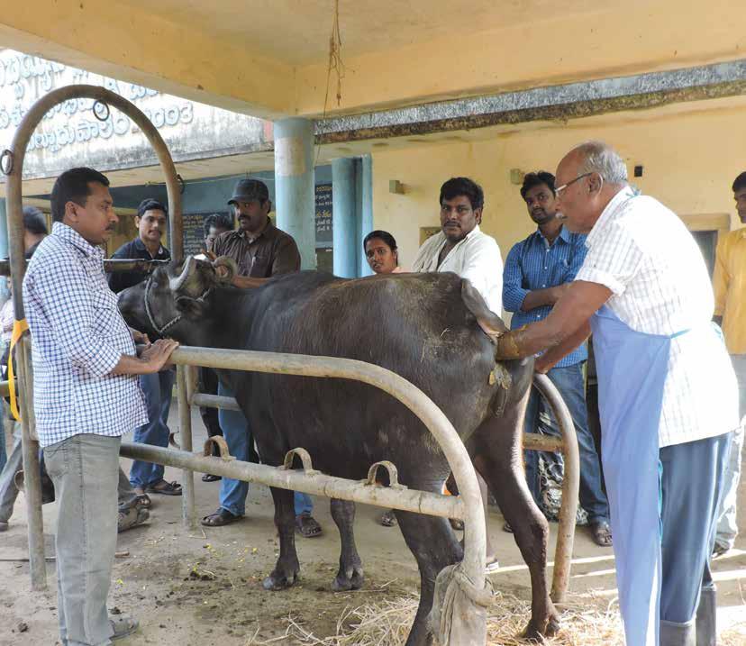 Part V : Veterinary Infrastructure and Service Delivery System In Andhra Pradesh, the Animal Husbandry and Fisheries Department oversees the veterinary infrastructure and service delivery system.