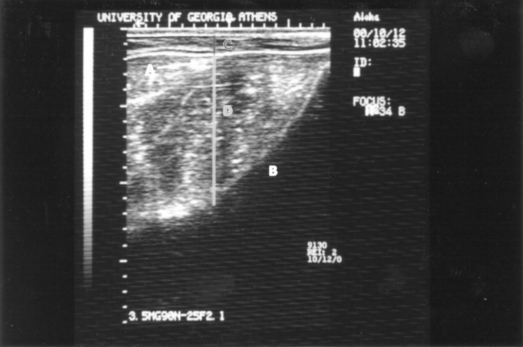 1380 Realini et al. Figure 1. Ultrasound rump image collected approximately 2.5 cm dorsal to the hook bone (ilium) and parallel to the vertebral column.