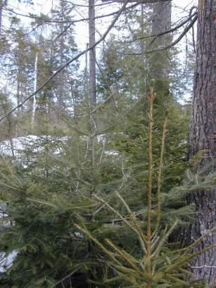 hemlock Northern white-cedar Eastern