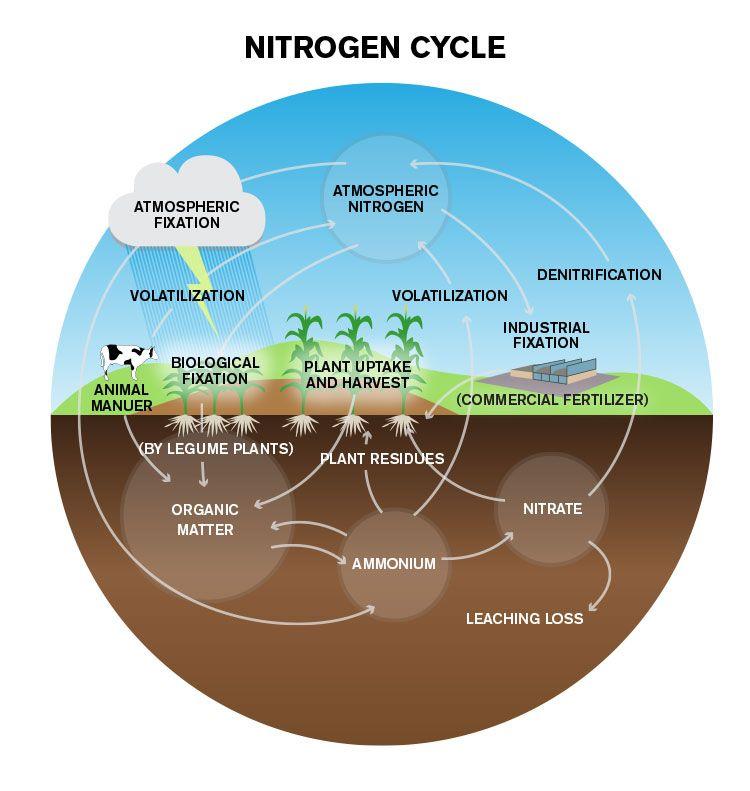 What is the nitrogen cycle?