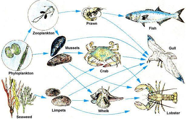 Many energy paths lead from the producers to the top predators. How are organisms connected by food webs?