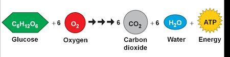 What is the carbon cycle? During photosynthesis, producers make sugars that contain carbon.