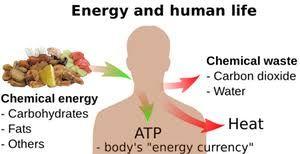Get Energized! How do organisms get energy? All living things need a source of chemical energy to survive.