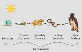 How is energy transferred among organisms? A food chain is the path of energy transfer from producers to consumers.