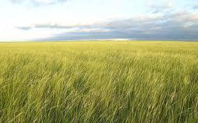 What are the major land biomes? A grassland is a biome that has grasses and few trees.