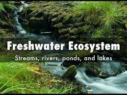 Where are examples of freshwater ecosystems found? Rivers and streams are home to many organisms, including fish, aquatic insects, and mosses.