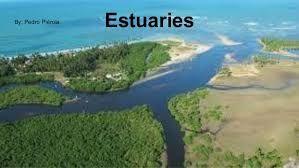 Where River Meets the Sea What is an estuary? An estuary is a partially enclosed body of water formed where a river flows into an ocean.