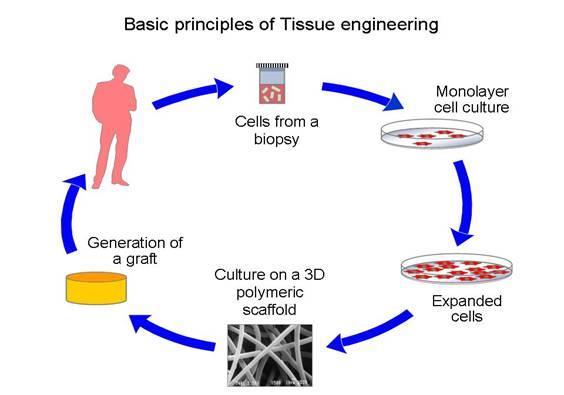 Story 4: Scaffolds for Tissue Engineering Left to right: