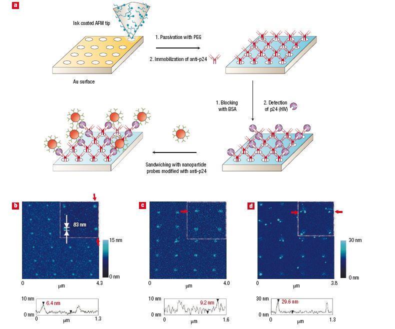 DPN Nanoarrays to Detect Viruses ADNANTAGES Nanoarrays can hold 10 4 10 5 more features than conventional microarrays Decreased sample volumes Detection of a smaller number of