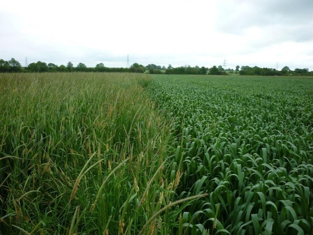 Winter cropping V overwinter fallow and spring cropping Two extremes - non