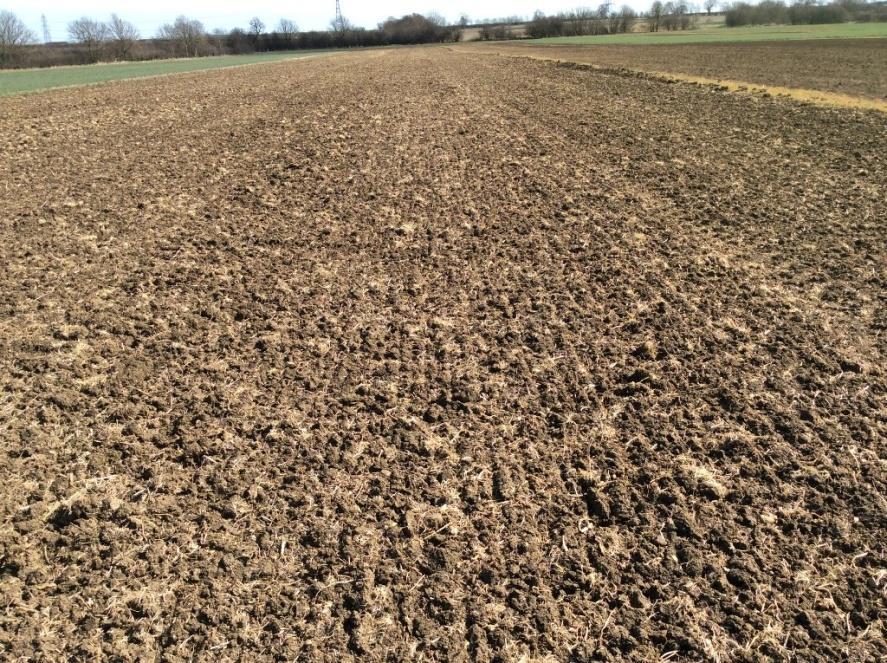 Winter cropping V overwinter fallow and spring cropping Spring cropping Black-grass heads m 2 Challenge of spring cropping on a heavy land site Spring barley, spring wheat and