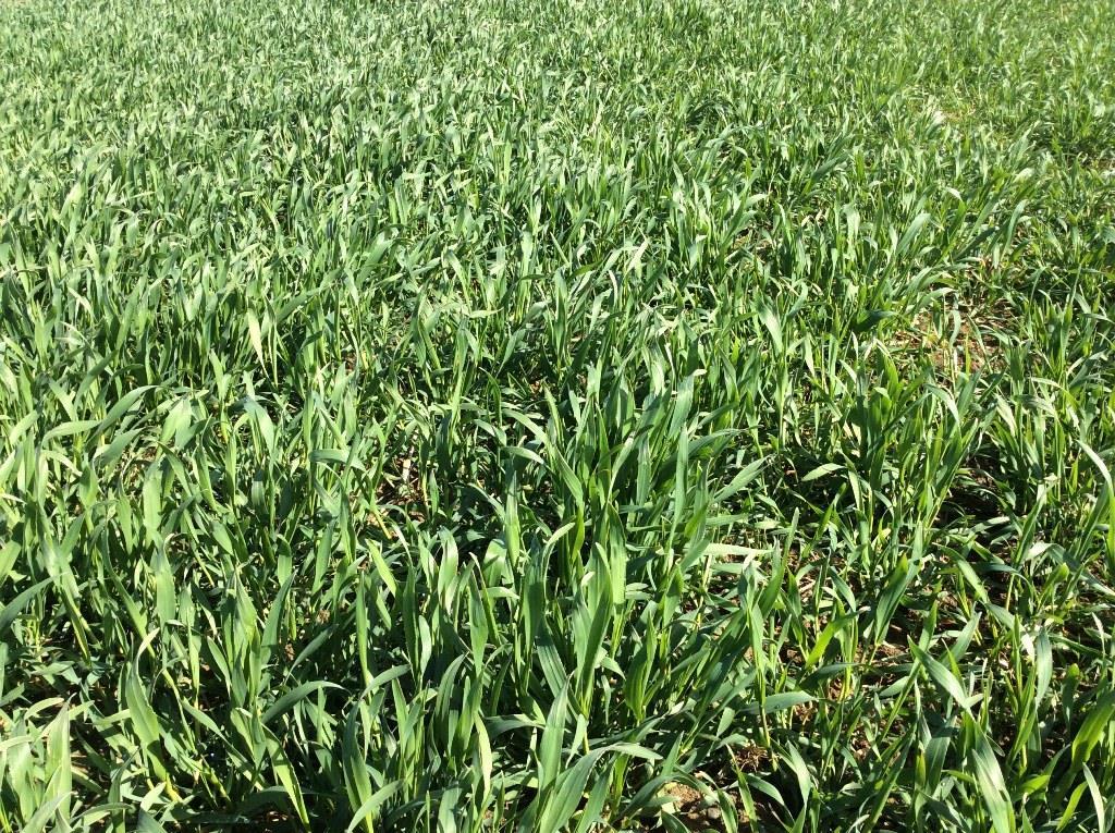 Whole crop removal Rye (Mephisto) established well, quick to grow away in the spring