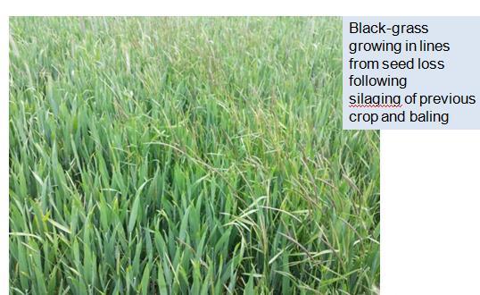 Open nature of the crop allowed black-grass to tiller profusely.