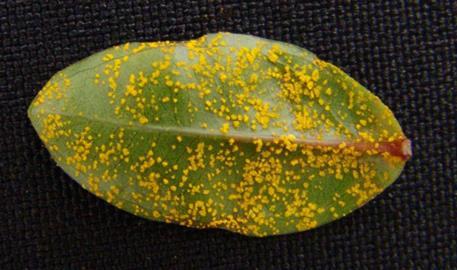 Photo of an ohia leaf infected by Puccinia psidii and the image of