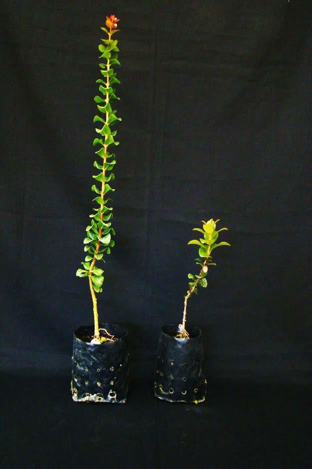 Impact of Puccinia psidii on growth and survival of ohia.