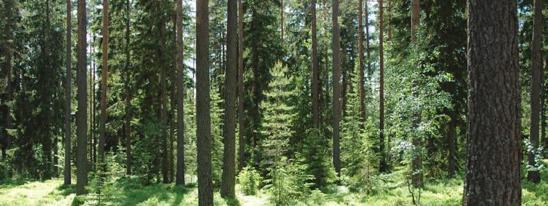 standing timber as a carbon sink, carbon dioxide sequestration in the growing forest, the substitution effect achieved when fossil resources are replaced by wood raw material.