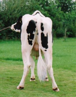 Breed Initially bred for draught, beef and milk, today