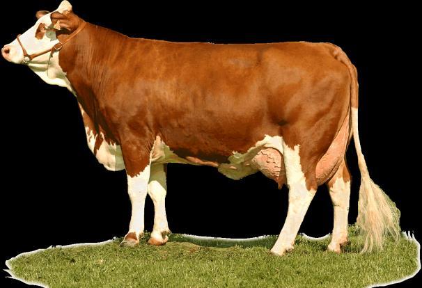 Fitness 1 calf/year Low Vet costs Beef 300 500 kg CW/cow Weaner: 270 300 kg High CLA, top ώ-6/ώ-3 ratio Milk Quality Protein, CLA, ώ-6/ώ-3 ratio, Somatic