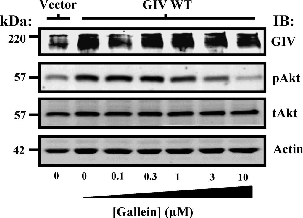 Fig. S5. Gallein inhibits GIV-mediated enhancement of Akt phosphorylation in a dose-dependent manner. COS-7 cells were transfected with GIV plasmid or vector control.