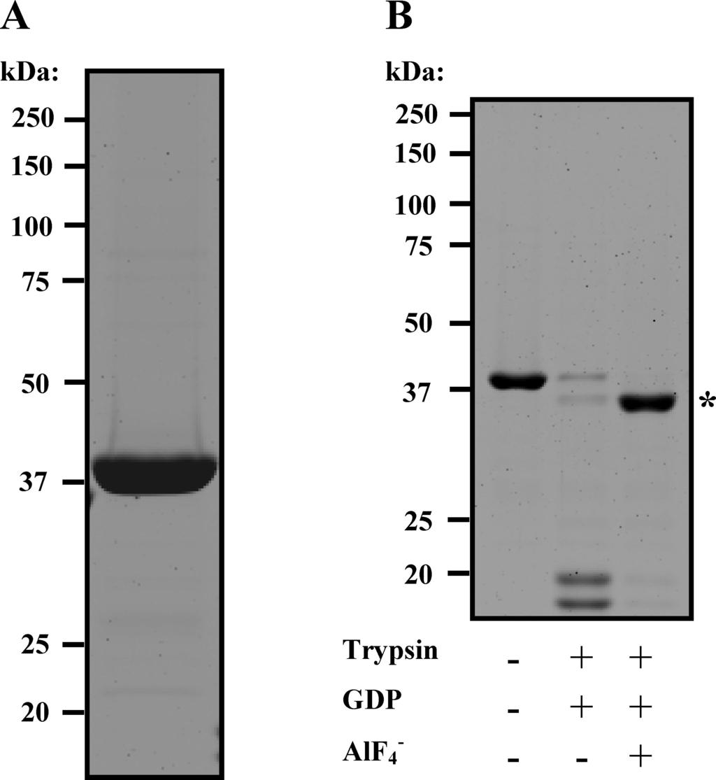 Fig. S6. Quality control of the His-G i3 protein used in this work. (A) His-G i3 was purified as described in Materials and Methods.