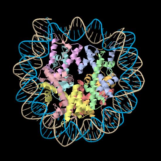 The chromatin and the nucleosome The eukaryotic DNA is organised as follows: The nucleosome contains 147 bp of DNA wrapped around 8 histone proteins (2 copies of H2A, H2B, H3 & H4) The histone