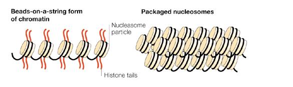 The chromatin and the nucleosome The linker histone H1 connects nucleosomes to pack them tightly into the 30 nm filament, which precise structure remains elusive The chromatin filaments are very
