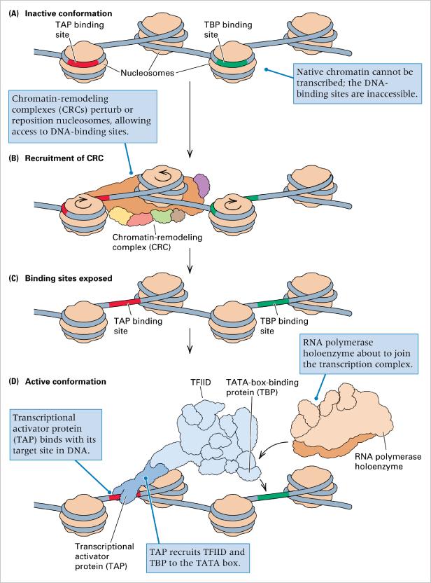 Chromatin remodelling The transcription factor binds its enhancer region Upon binding, histone acetylation proteins and co-activators modify neighbouring nucleosomes histone tails The remodelling