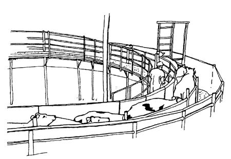 Chapter 1: section 2 Pen space and facility layout Section 2: Pen Space and Facility Layout To improve meat quality, pigs should be rested two hours prior to stunning.