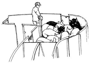 Chapter 2 Recommended Animal Handling Guidelines continued Holding a one-way gate open to facilitate cattle entry into the chute. Point of Balance The point of balance is at the animal s shoulder.