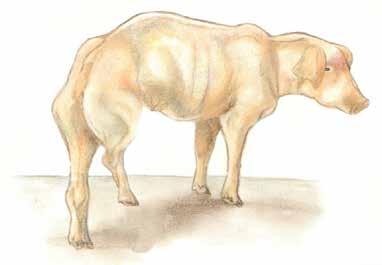 Cattle in poor body condition will be extremely thin and emaciated; their ribs and backbones can be easily seen.
