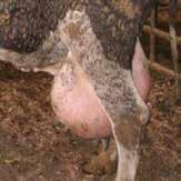 6 cm) below the hock, significantly push out against the rear legs causing difficulty of movement or highly distended udders which cause obvious pain/ distress to the cow.