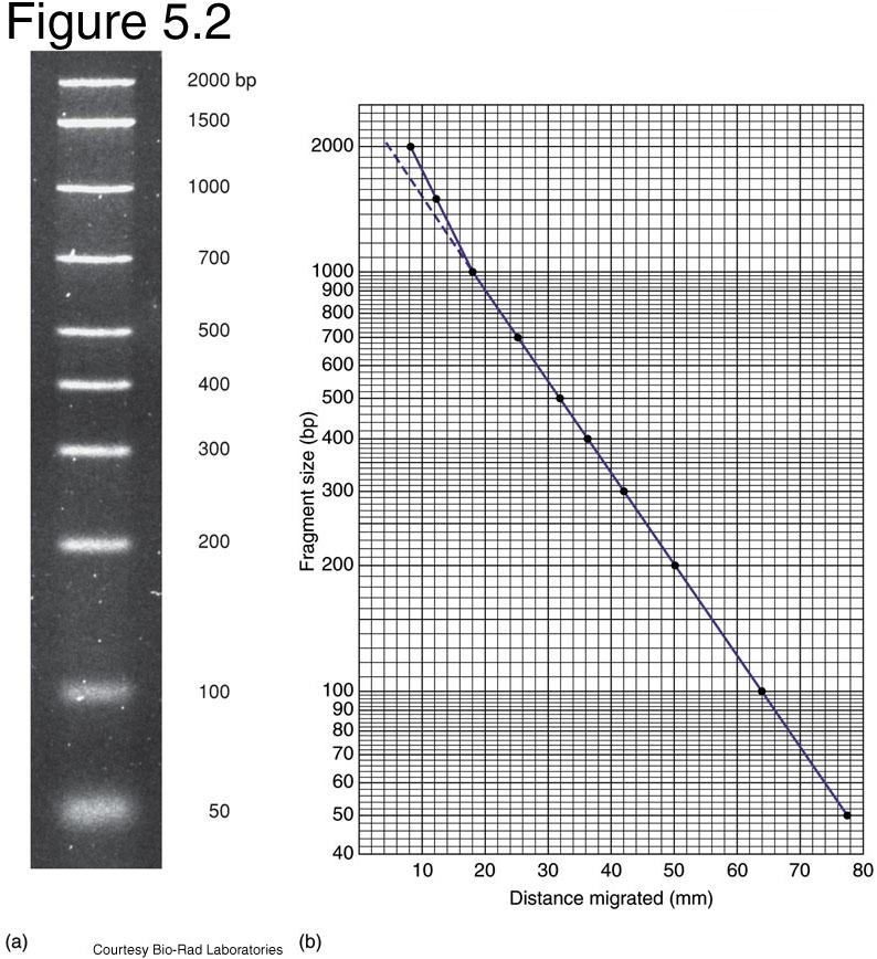 Estimation of molecular size of DNA Electrophoretic