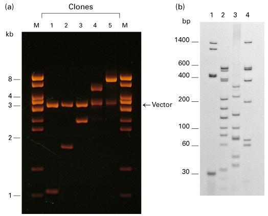 Visualization of restriction fragment (a) Different plasmid clones digested with EcoRI (lanes 1-5), HindIII of Ad2