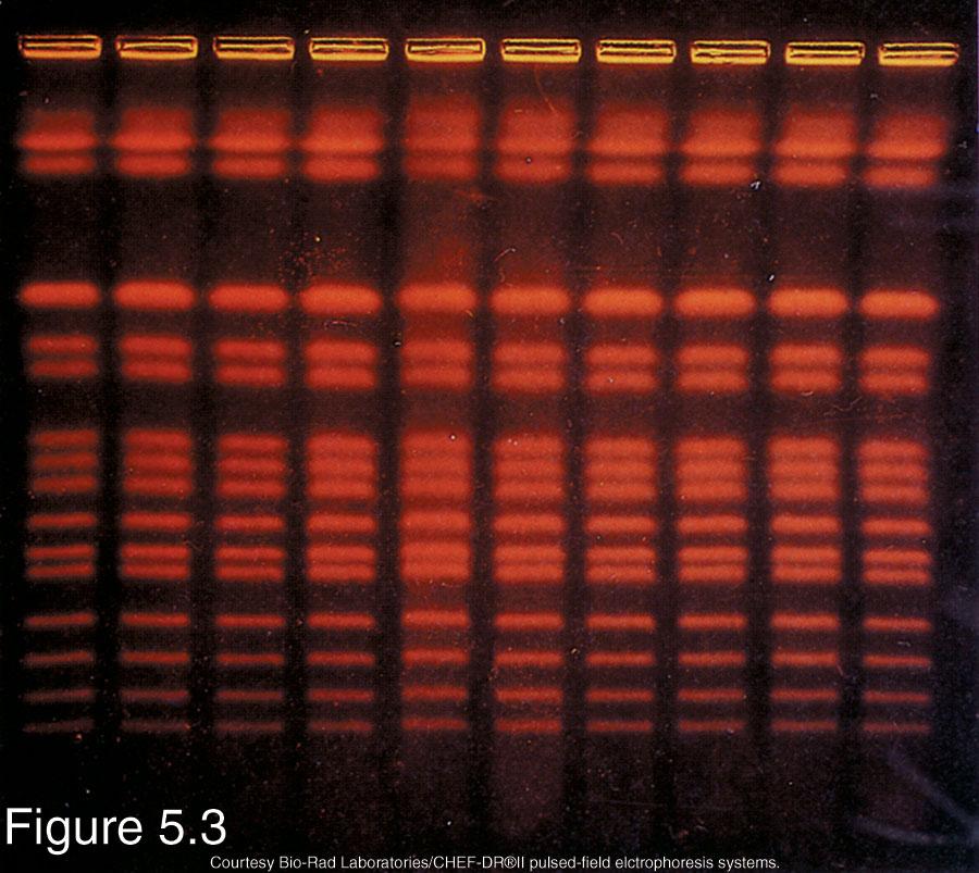 of different sizes. (A) Lane 1, yeast chromosomal DNA; lane 2, concatomers of λ DNA (48.