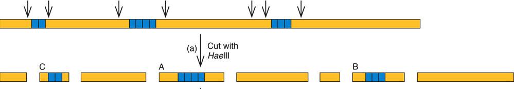 DNA fingerprinting (b) (c) (d) (a) cut DNA with HaeIII into 8 fragments, only 3 contains minisatellites; (b)
