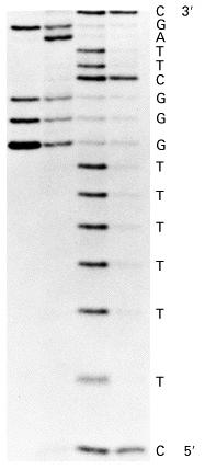 G+A DNA sequencing: the Maxam-Gilbert method G T+C C dsdna labeled at the 5 - end, the label is removed from one end, denatured, expose