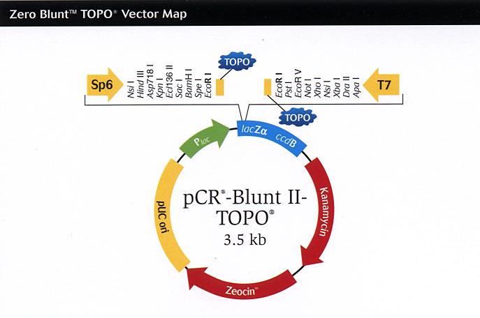 To clone blunt-ended PCR fragments amplified with Platinum Pfx, which can amplify