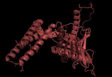 trna RF1 Ribosomes