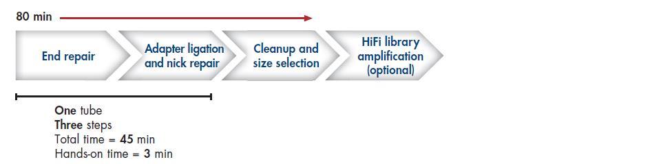QIAGEN GeneRead Library Prep Kits use a streamlined, optimized one-tube protocol that does not require sample cleanup between each step, saving time and preventing handling errors as well as loss of