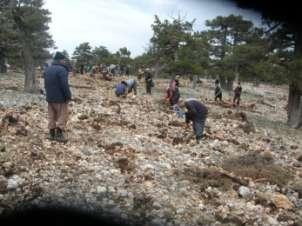 REHABILITATION OF DEGREADED FORESTS Through rehabilitation; degraded