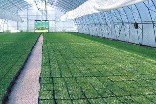 In 8 provinces, 43 modern greenhouses with an