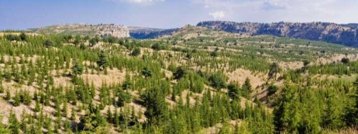 Afforestation, erosion control and forest rehabilitation