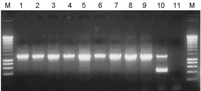 Figure 1. Agarose gel electrophoresis of the PCR products obtained with the duplex method. ANS amplicon IFD-25958 amplicon Lanes M = Hyperladder I (Bioline, Australia) (10.0, 8.0, 6.0, 5.0, 4.0, 3.
