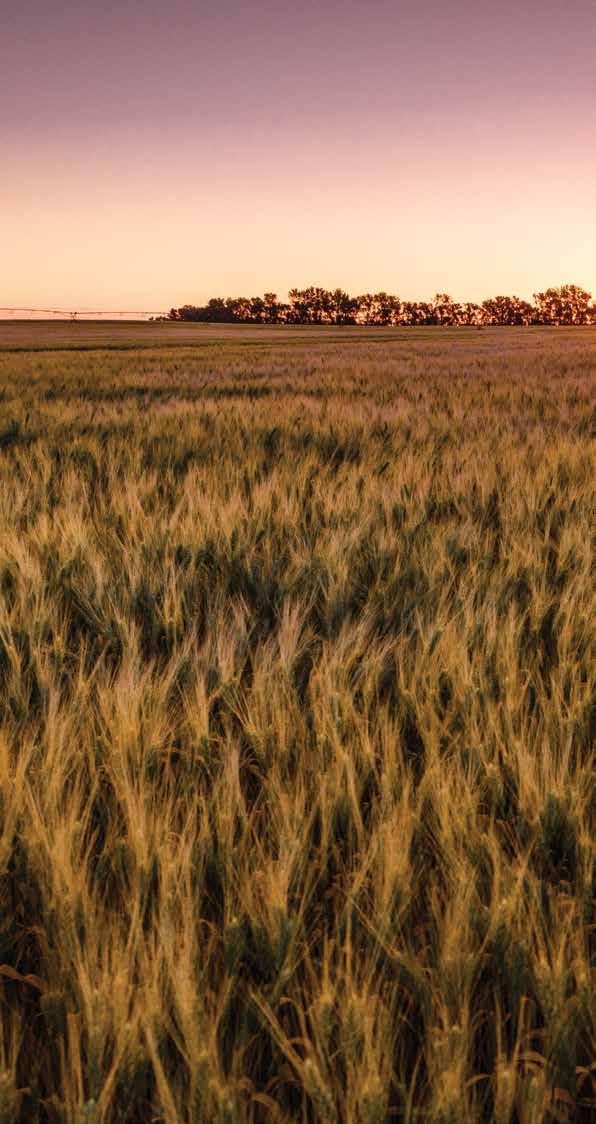 more ROI (Return On Innovation). Priaxor fungicide is a powerful tool designed to protect your wheat from the diseases and other stresses that pester you the most.