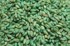 Through customized seed treatment solutions driven by micro-climates and grower