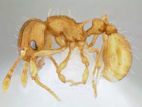 LFA DESCRIPTION Little fire ant (LFA) workers are approximately 1.